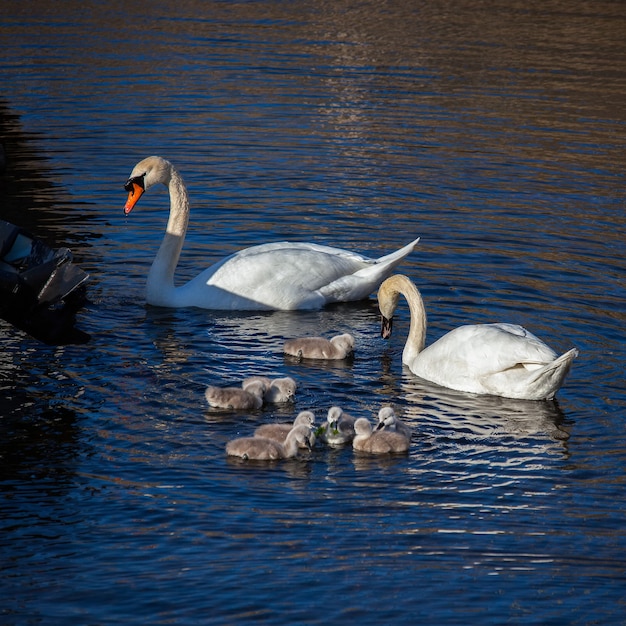 Silenciar cisnes (Cygnus olor) con Cygnets