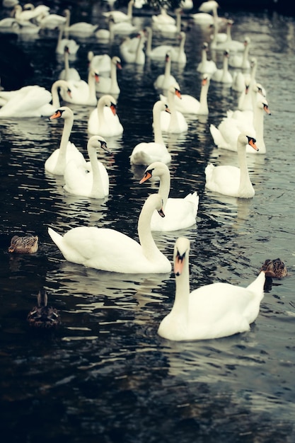 Silenciar cisnes y patos