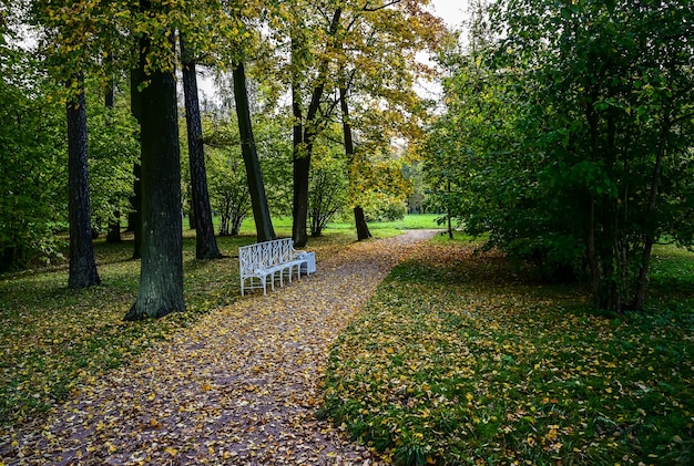 Silêncio. banco para privacidade. contemplação. floresta de outono. Cena dramática incomum. Folhas de outono vermelhas e amarelas. Mundo da beleza.