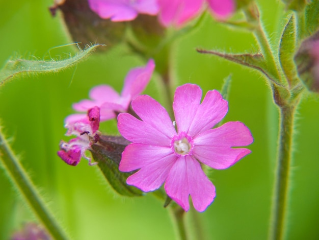 silene diociahaute loirefrance