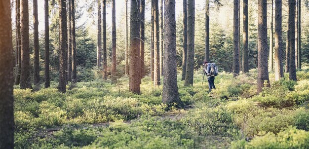 Silent Forest im Frühling mit schönen hellen Sonnenstrahlen