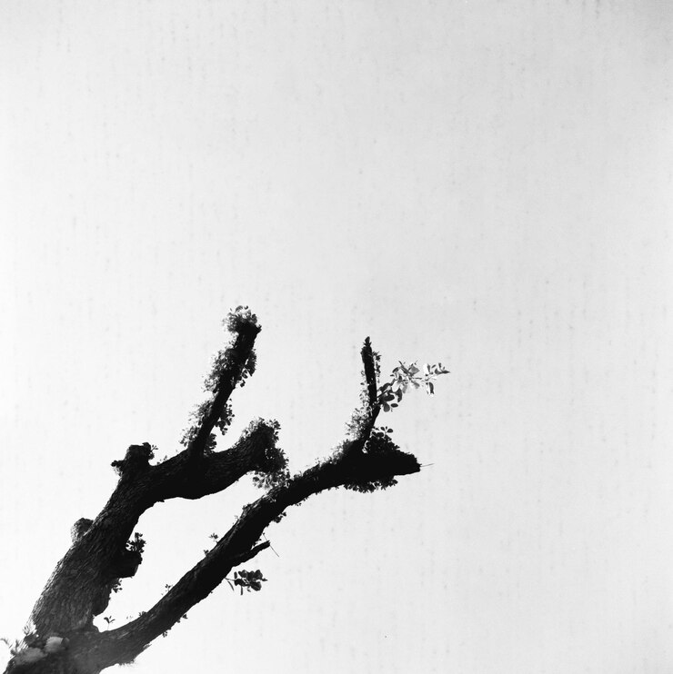 Foto silent sentinels en blanco y negro arquitectura de la naturaleza