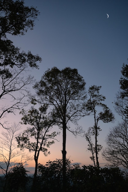 Silhouette Bäume mit Halbmond auf Hügel im tropischen Regenwald am Abend