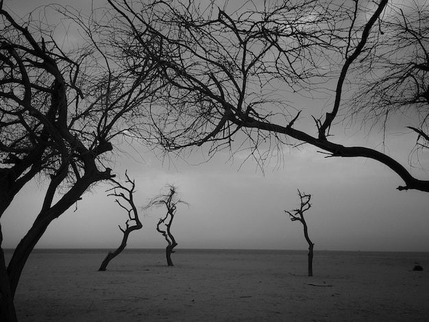 Foto silhouette-baum am strand gegen den himmel