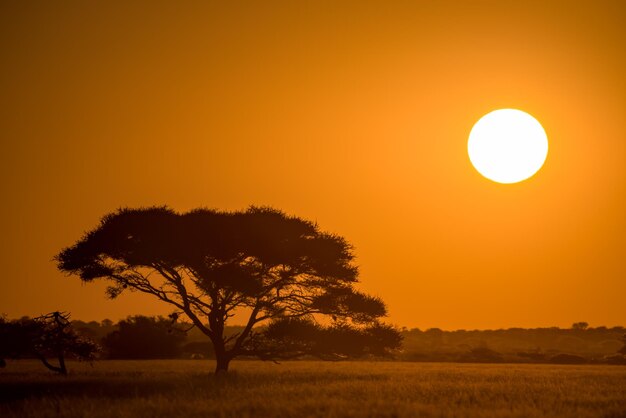 Foto silhouette baum auf dem feld gegen orangefarbenen himmel