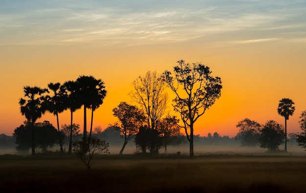 Silhouette Baum in Thailand mit Sunrise.Tree Silhouette gegen eine untergehende Sonne.Dunkler Baum auf offenem Feld dramatischer Sonnenaufgang.Typischer thailändischer Sonnenuntergang mit Bäumen im Khao Yai Nationalpark, Thailand