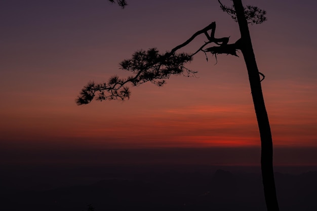 Silhouette der Kiefer bei Sonnenaufgang Abstrakter Naturlandschaftshintergrund