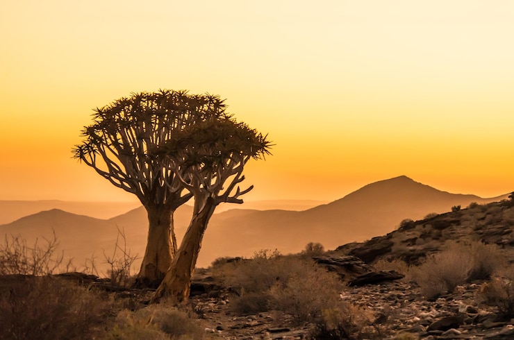 Foto silhouette des baumes in der landschaft gegen den himmel bei sonnenuntergang