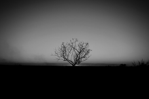 Silhouette des Baumes in der Landschaft vor klarem Himmel