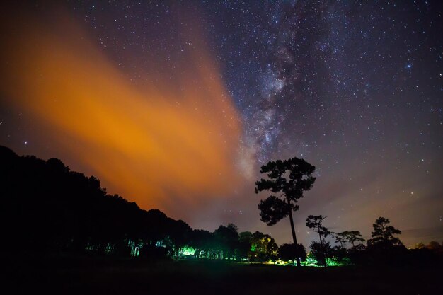 Silhouette des Baumes mit Wolkenlicht und Milchstraße