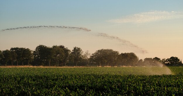 Silhouette des landwirtschaftlichen Bewässerungssystems, das das Maisfeld bei Sonnenuntergang bewässert
