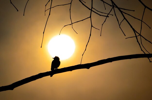 Silhouette des Vogels auf Baum im Sonnenaufgang