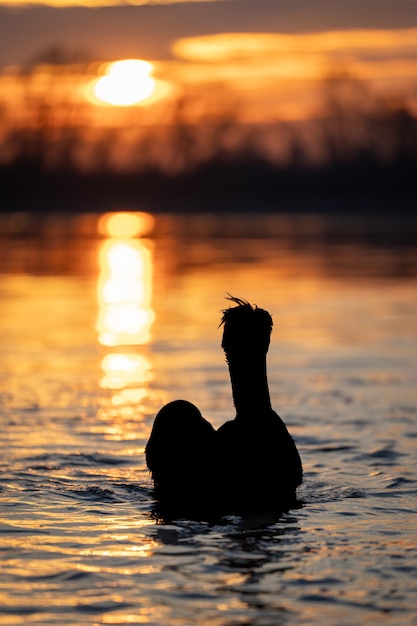 Silhouette einer Frau, die bei Sonnenuntergang im See schwimmt