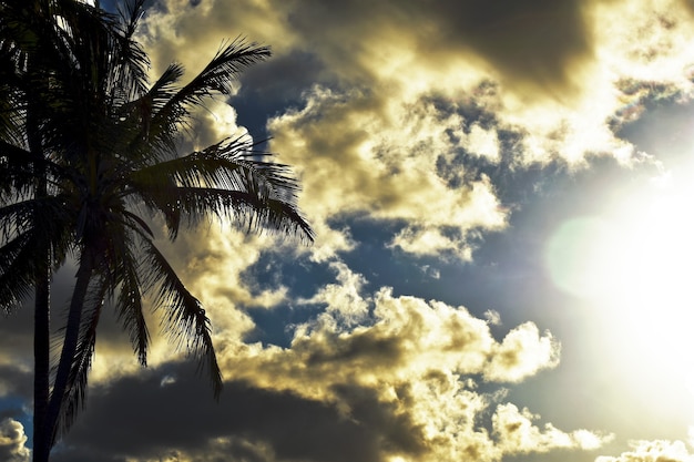 Silhouette einer Palme bei Sonnenuntergang