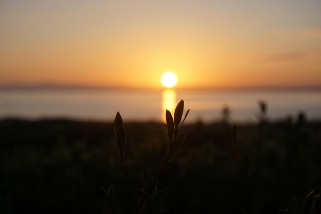 Foto silhouette einer pflanze auf dem meer gegen den himmel bei sonnenuntergang