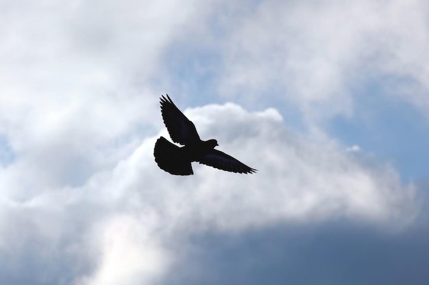 Silhouette einer Taube am blauen Himmel