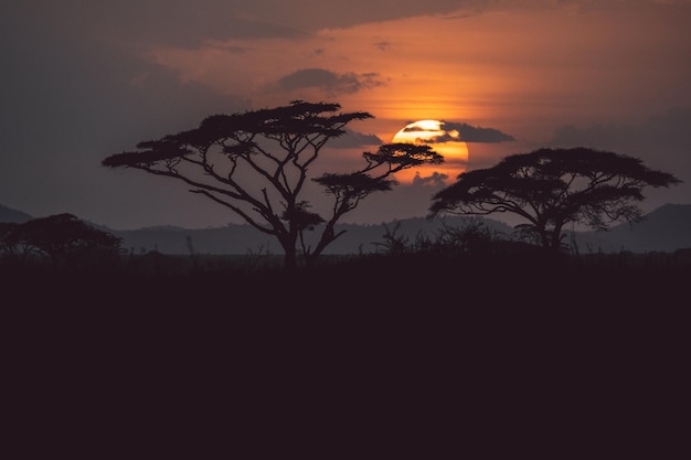 Silhouette eines Baumes gegen den Himmel beim Sonnenuntergang