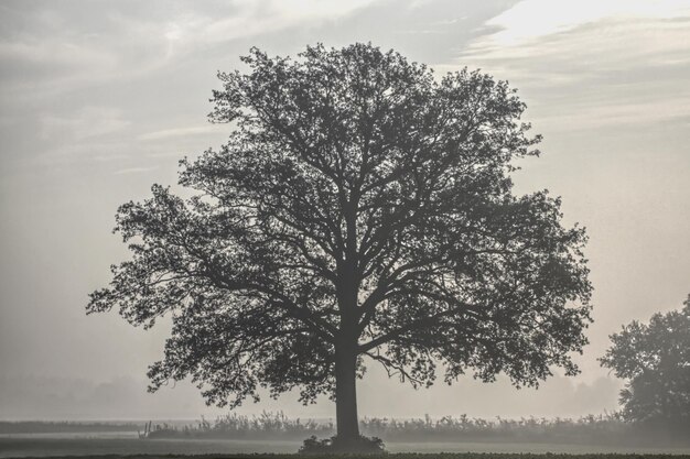 Silhouette eines Baumes gegen den Himmel