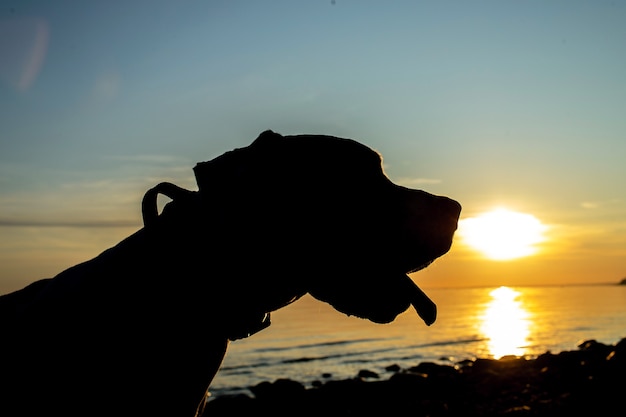 Silhouette eines dalmatinischen Hundes am Strand bei Sonnenuntergang an der Küste