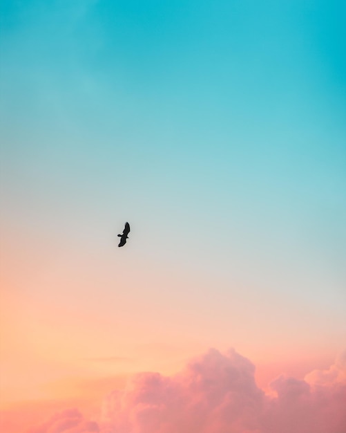 Foto silhouette eines fliegenden vogels