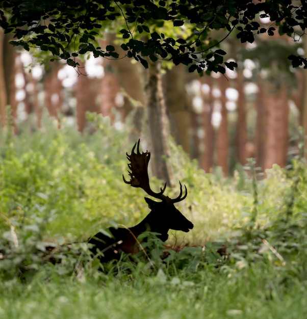 Foto silhouette eines hirsches, der im wald liegt