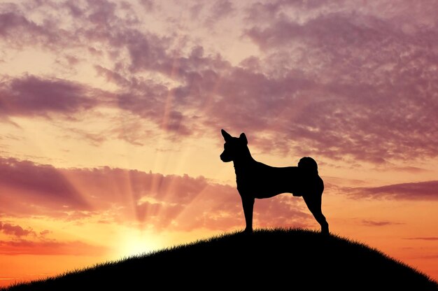 Silhouette eines Hundes oben, der gegen den Sonnenuntergang in die Ferne blickt