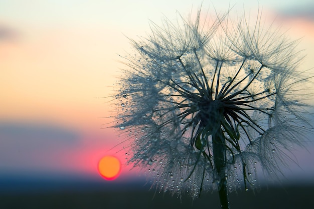 Silhouette eines Löwenzahns auf dem Hintergrund eines sonnigen Sonnenuntergangs auf einem Grasfeld. Natur und Wildblumen.