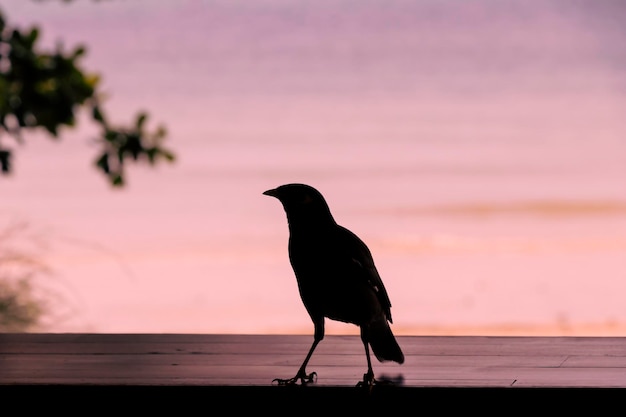 Silhouette eines Myna-Vogels auf dem Hintergrund eines Meeressonnenuntergangs