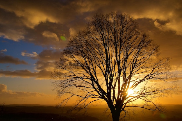 Foto silhouette eines nackten baumes gegen den himmel bei sonnenuntergang