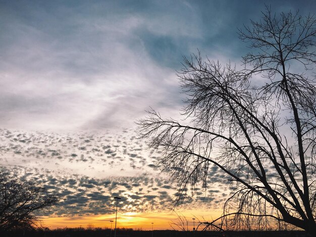 Silhouette eines nackten Baumes gegen den Sonnenuntergang