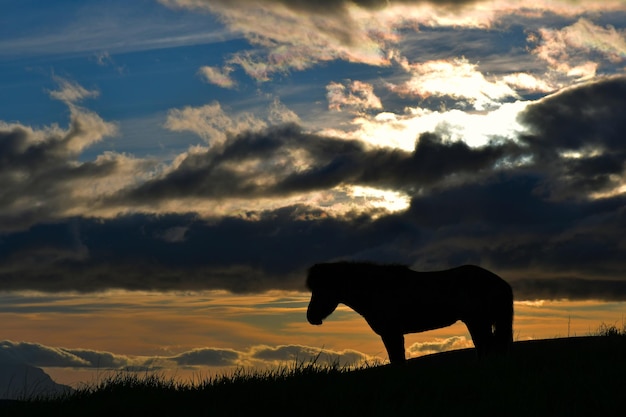 Foto silhouette eines pferdes auf dem feld gegen den himmel bei sonnenuntergang