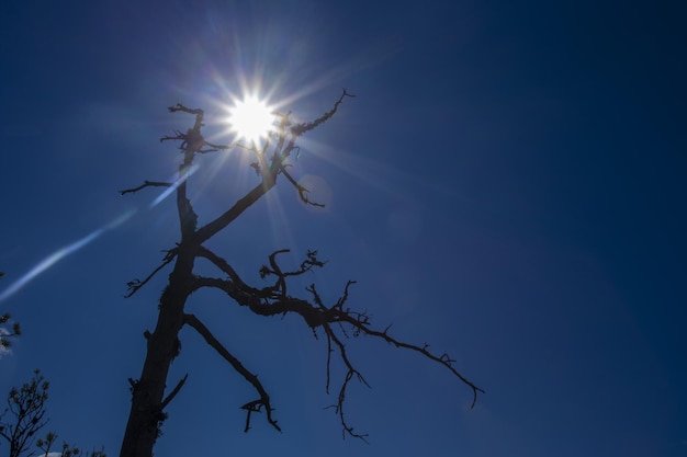 Silhouette eines toten baumes vor dem hintergrund der heißen sonne globale erwärmung