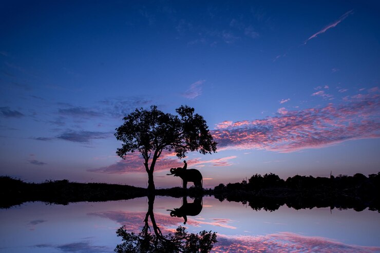 Foto silhouette elefanten stehen am see gegen den himmel während des sonnenuntergangs