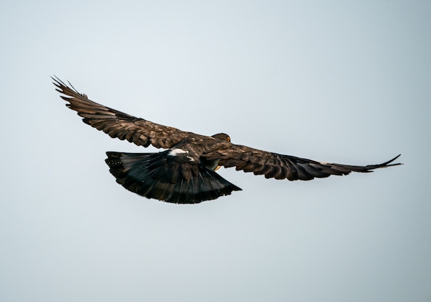 Silhouette fliegender Taubenvogel im Himmel