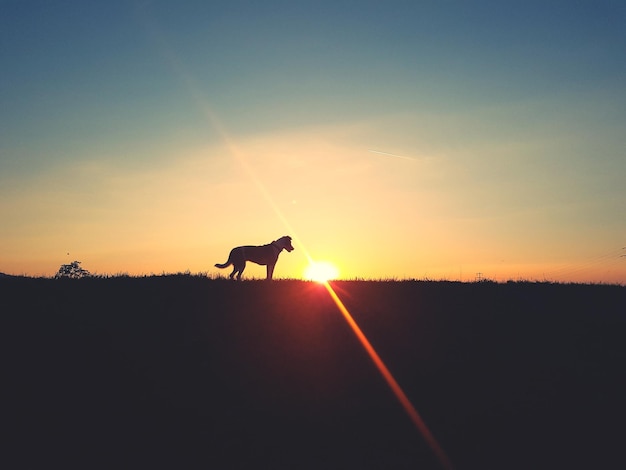 Foto silhouette hund auf dem feld gegen den himmel bei sonnenuntergang