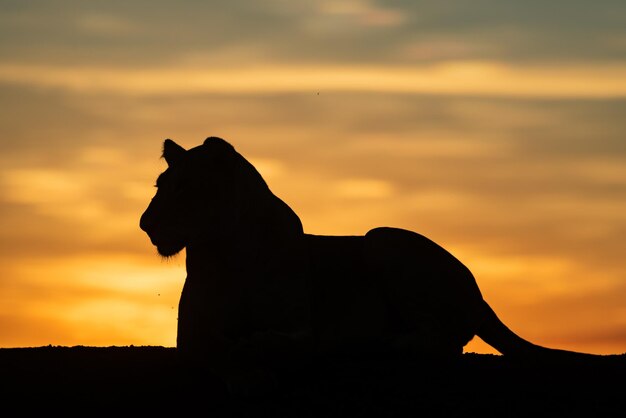 Silhouette Hund gegen orangefarbenen Himmel