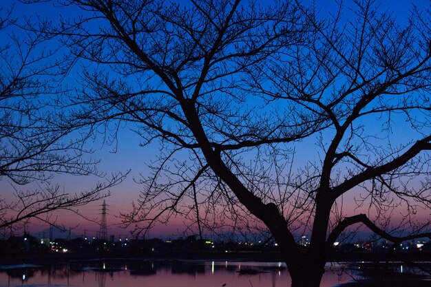 Foto silhouette nackter bäume am see gegen den blauen himmel in der dämmerung