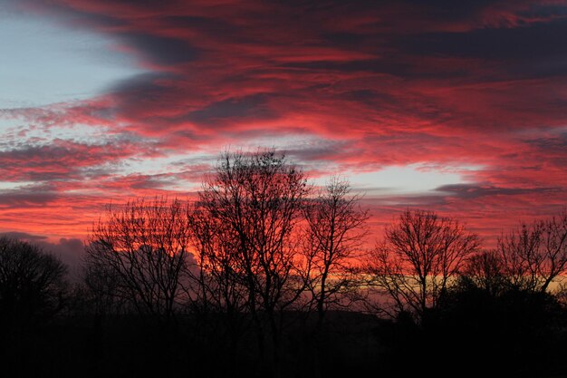 Foto silhouette nackter bäume gegen den himmel bei sonnenuntergang