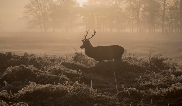 Foto silhouette pferd auf dem feld im wald