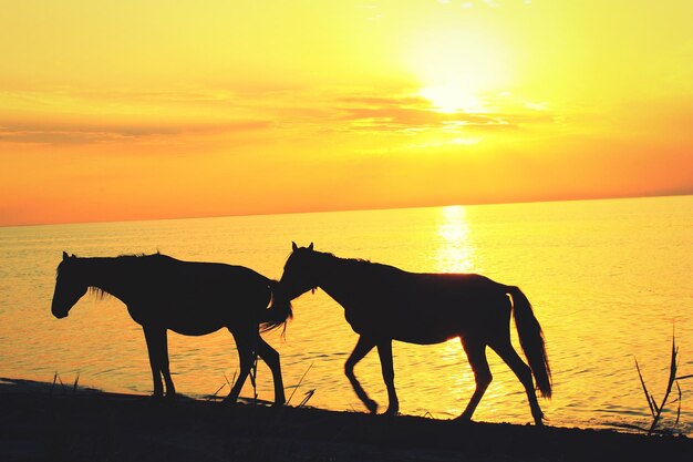 Silhouette Pferd steht am Strand gegen orangefarbenen Himmel