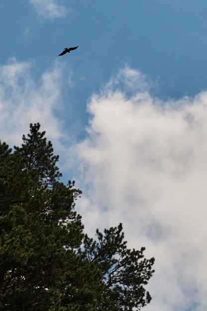 Silhouette Steppenadler, der im Sommer unter strahlender Sonne und bewölktem Himmel fliegt.