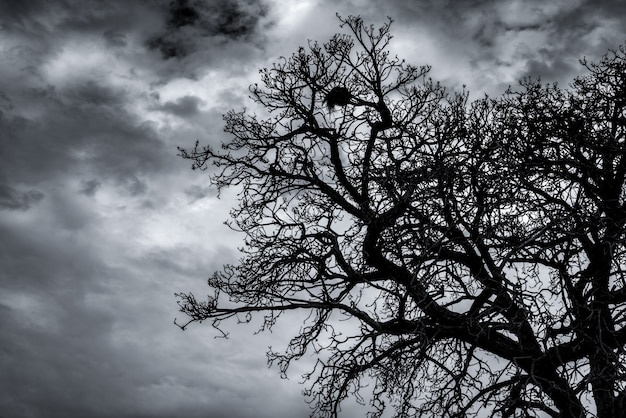 Silhouette toten Baum und Zweig auf dunklem Himmel und Wolken