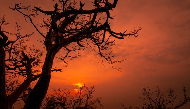 Silhouette toten Baum und Zweige mit rotem romantischem Sonnenuntergangshimmel im Sommer. Friedlicher und ruhiger Hintergrund. Glückliche Zeit am Abend mit Schönheit in der Natur. Sonnenuntergangsszenen in romantischen Liebesromanen.