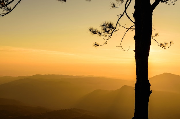 Silhouette Tree with Sunrise Background