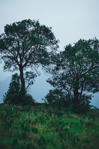 Silhouette Twin Tree an der Spitze des Berges