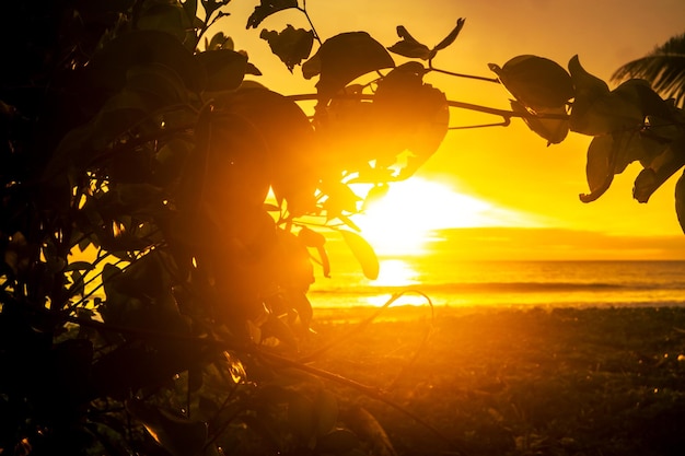 Silhouette von Bäumen am Strand mit gelbem Himmelshintergrund