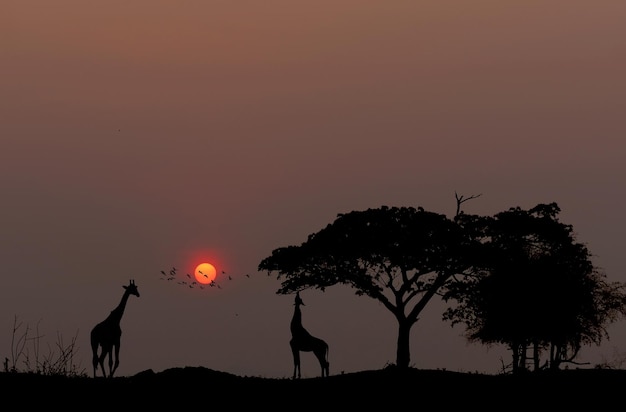 Silhouette von Bäumen auf dem Feld gegen den Himmel bei Sonnenuntergang