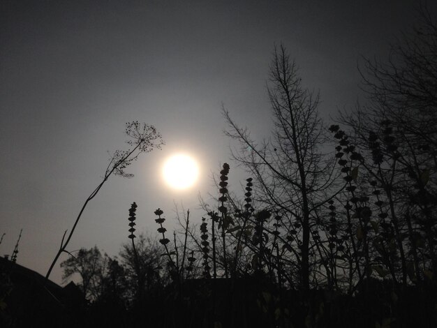 Foto silhouette von bäumen beim sonnenuntergang