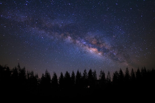Silhouette von Bäumen gegen das Sternenfeld in der Nacht