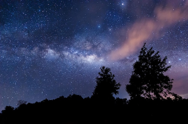 Silhouette von Bäumen gegen das Sternenfeld in der Nacht
